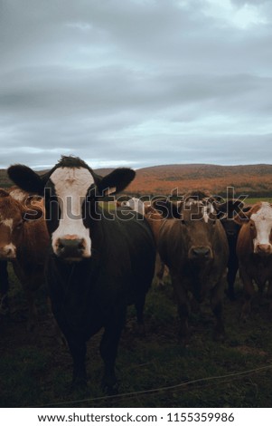 Picture of a cow in late summer.