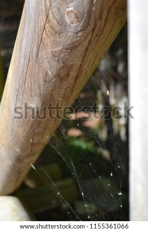 Spider web in sun