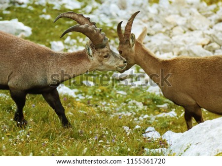 Wildlife photographies of Ibex, rock goats, steinbocks climbing mountains in italian Alps