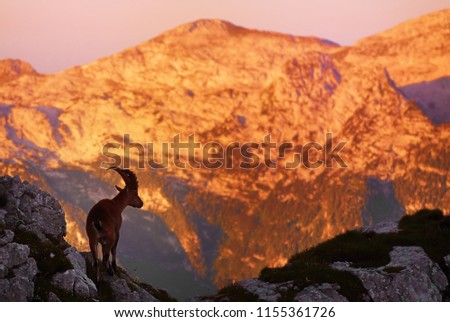 Wildlife photographies of Ibex, rock goats, steinbocks climbing mountains in italian Alps