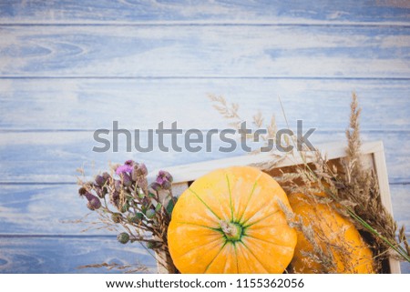 Top view of autumn orange pumpkins and dry flowers and grass in box thanksgiving background over blue toned wooden table with copy space. Template for fall harvest mood text