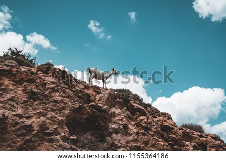 Goat standing on a mountain with blue sky as background. Mediterranean sea region with sea and island in the background. Picture taken on Greek island Crete.