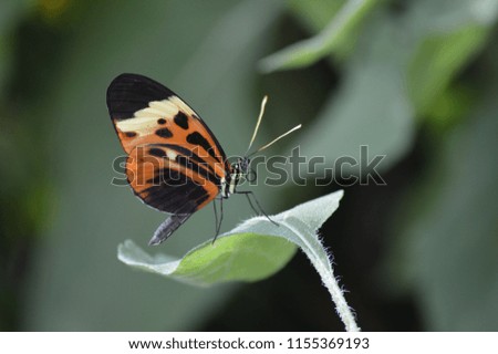 Butterfly in the garden during the summer