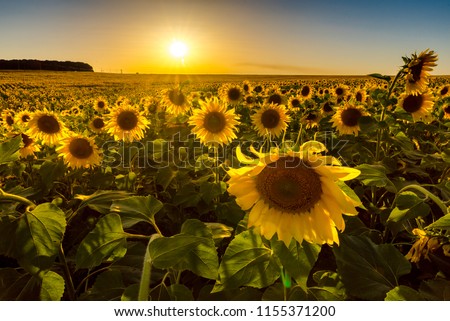 
Field of sunflowers at sunset. Russian fields. Russian landscape. Ryazan region.