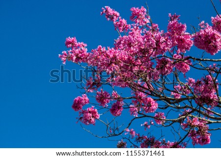 Pink Ipe tree on blue sky background