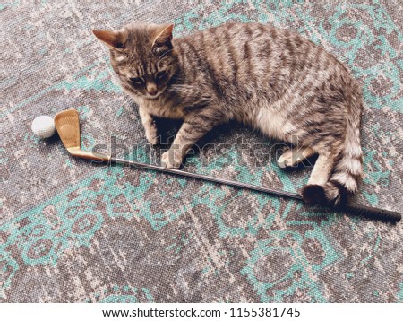 Cat golfer. Cat lying on carpet with golf club and a golf ball 