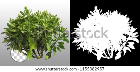 Plant in summer isolated on a transparent background via an alpha channel of great precision. Very high quality mask without unwanted edge. High resolution for professional digital composition.