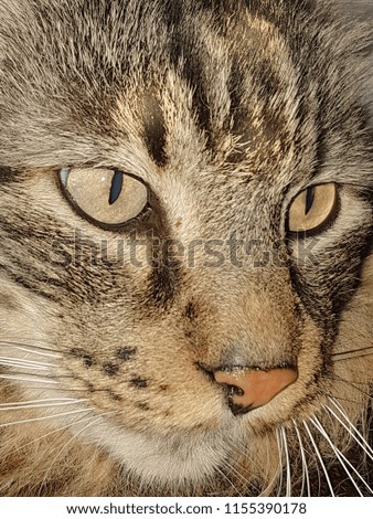 close-up of a tabby cat
