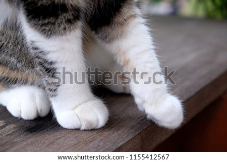 Cat's legs on the white table. Look cat's legs cute 