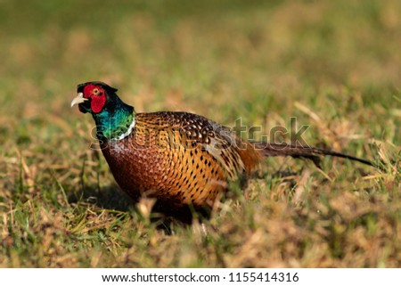 A male ring-necked common pheasant walking through farmland pasture at dawn in New Zealand
