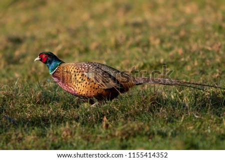 A male ring-necked common pheasant walking through farmland pasture at dawn in New Zealand