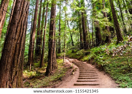 Hiking trail going through redwood forest of Muir Woods National Monument, north San Francisco bay area, California Royalty-Free Stock Photo #1155421345