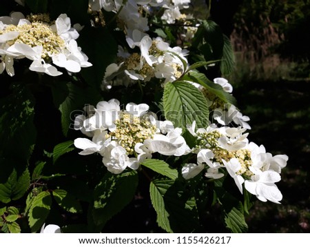 Flowers of Viburnum plicatum Mariesii or Wedding Cake Tree, in the garden. It is a species of flowering plant in the family Adoxaceae.

