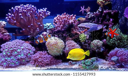 Amazing colorful saltwater coral reef aquarium Royalty-Free Stock Photo #1155427993