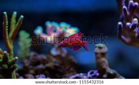 Coral reef safe flasher pink wrasse in aquarium