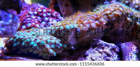 Zoanthus polyps living decoration in saltwater coral reef aquarium tank