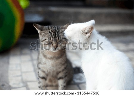 two cats, gray and white, friends, acquaintance