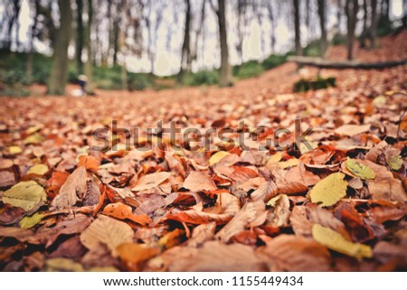 Background of colored wet autumnal maple leaves in a morning Royalty-Free Stock Photo #1155449434