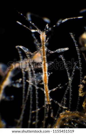 Underwater animal image