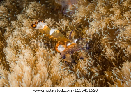 Underwater animal image