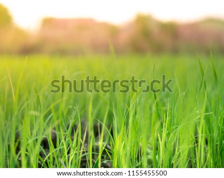 Blur of grass