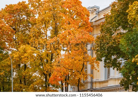 Autumn orange tree next to the old building