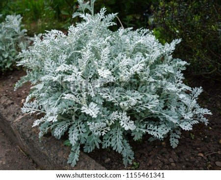 Cineraria maritima Silverdust with silver foliage in the garden.