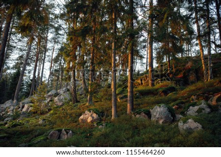 autumn forest trees landscape at sunset