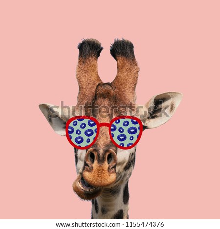 Funny art collage. Giraffe wearing sunglasses.