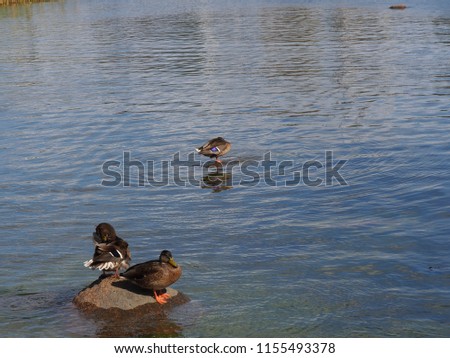 An image of animal wild ducks(mallard and greenhead) on a blue sea