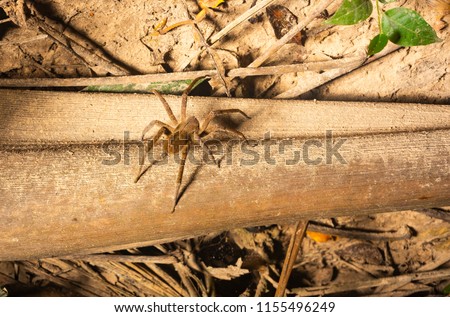 spider on leaves