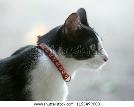 Close up  of Thai black and white cat wear a red collar. A cat looking forward with blurry background. 