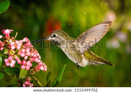 This is a photo of a hummingbird visits pink flowers.