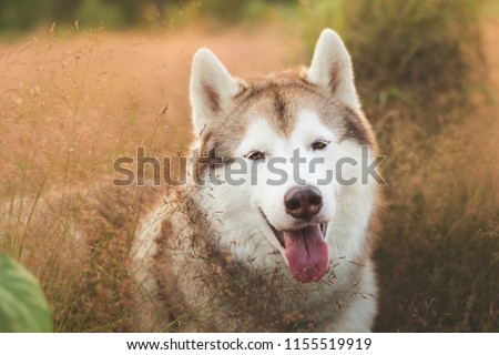 Close-up Portrait of gorgeous beige and white siberian husky dog with brown eyes lying in the fluffy grass at sunset