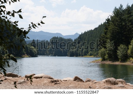Lake surrounded by the green forest