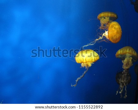GROUP OF JELLYFISH IN WATER