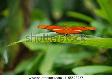 Julia butterfly on leaf