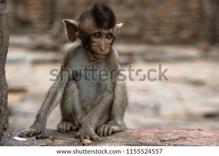 Baby monkeys is alone,Lopburi, Thailand.