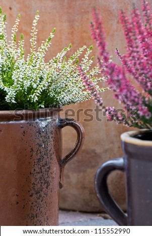 autumn flowers in pot