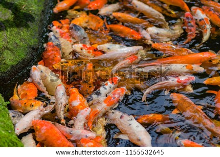 Colorful fancy carp fish at the pond  koi fish