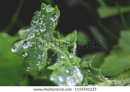 Dew on leaves, can be used as background.