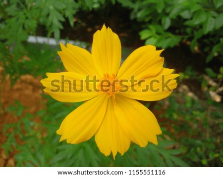 There Is a Beautiful Flower. This Image's Background Is Blured. There Is a One Flower On This photo.  You Can See Some Leaves On The Background Of This Photograph.