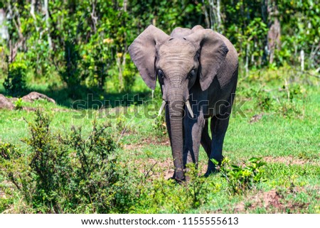 African elephant or Loxodonta cyclotis in nature Royalty-Free Stock Photo #1155555613