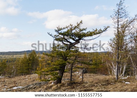 great old tree FIR in the mountains