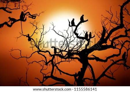 Silhouette of a monkey on tree in sunset 
