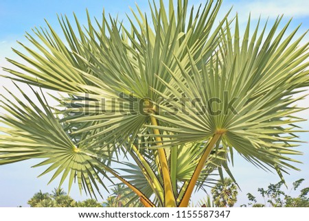 Beautiful natural of sugar palm leaves on blue sky background 