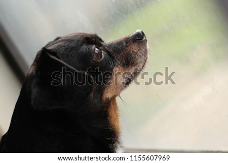 Sweet dog looking out window