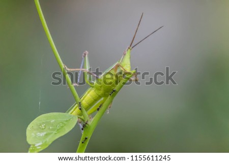 Locusts, grasshoppers have short antennae almost a mirror of a shortened. Gu shorter species of locusts that sounds simple. Hide legs caused by rubbing their wings.