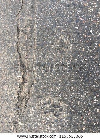 dog foot print on concrete floor