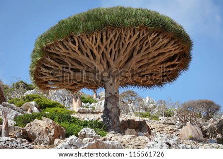 Dragon tree, Socotra, Yemen Royalty-Free Stock Photo #115561726